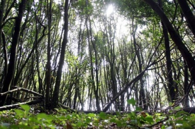 Día Europeo dos Parques Naturais